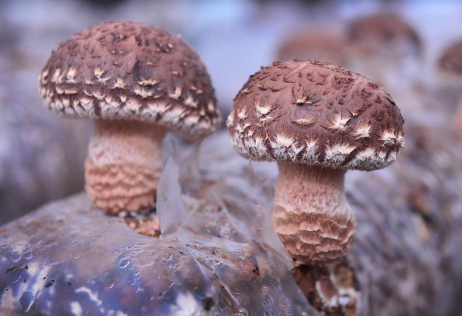 증평군, 고품질 버섯재배단지 들어선다.