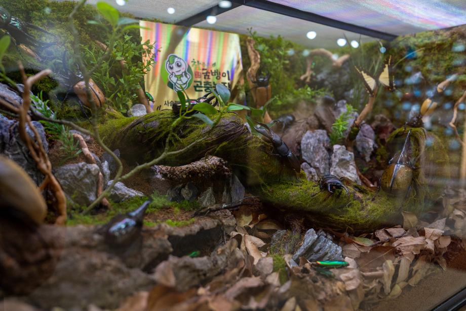 증평군립도서관, 곤충표본 전시로 자연의 경이로움 선사