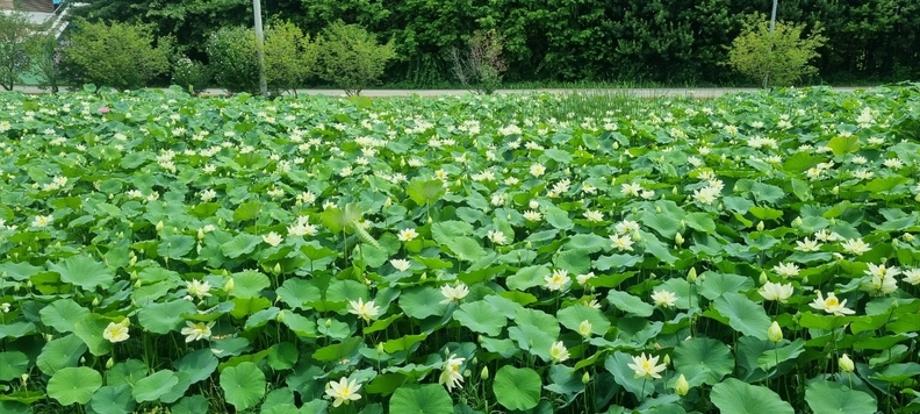 [충북일보] 2025년 7월 17일 기사